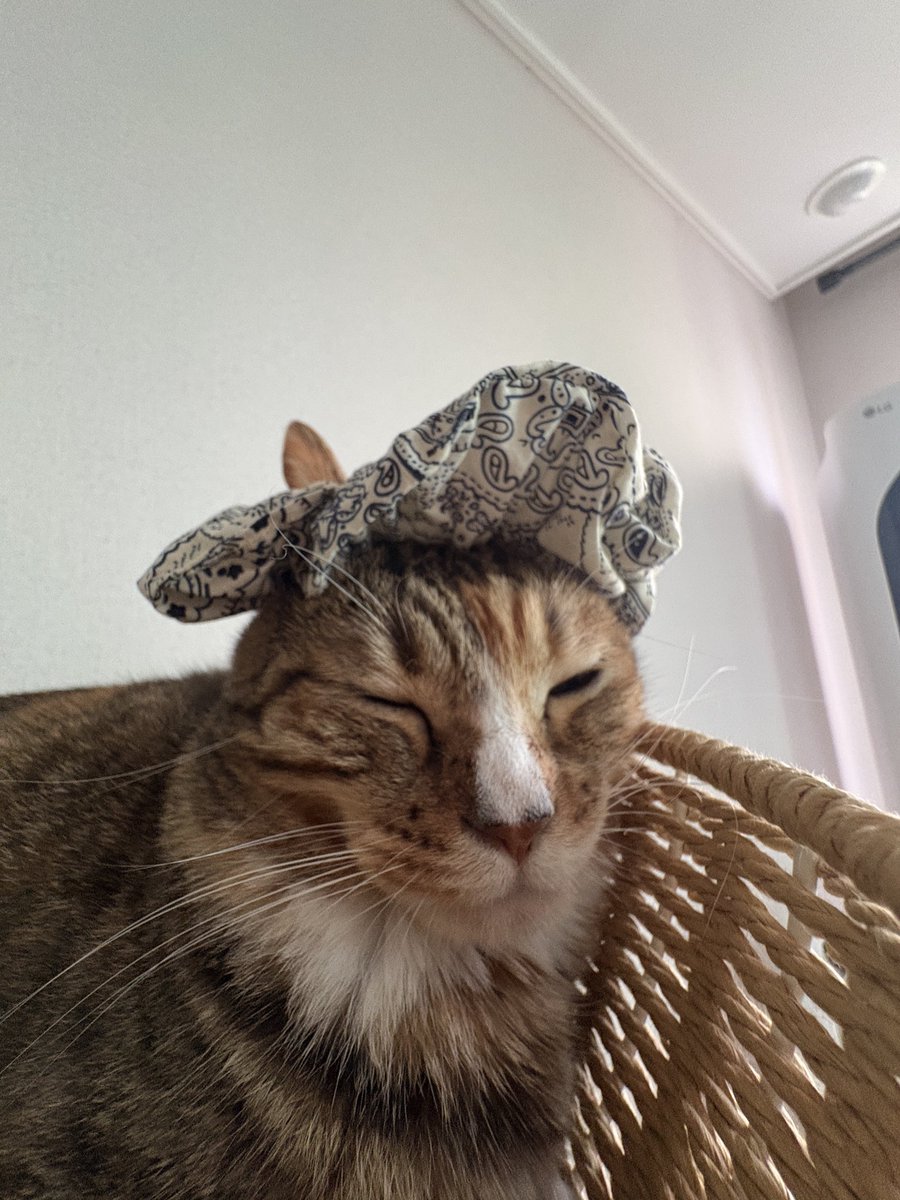 AutumnKimcat's tweet photo. https://t.co/4wYzdAuM3m