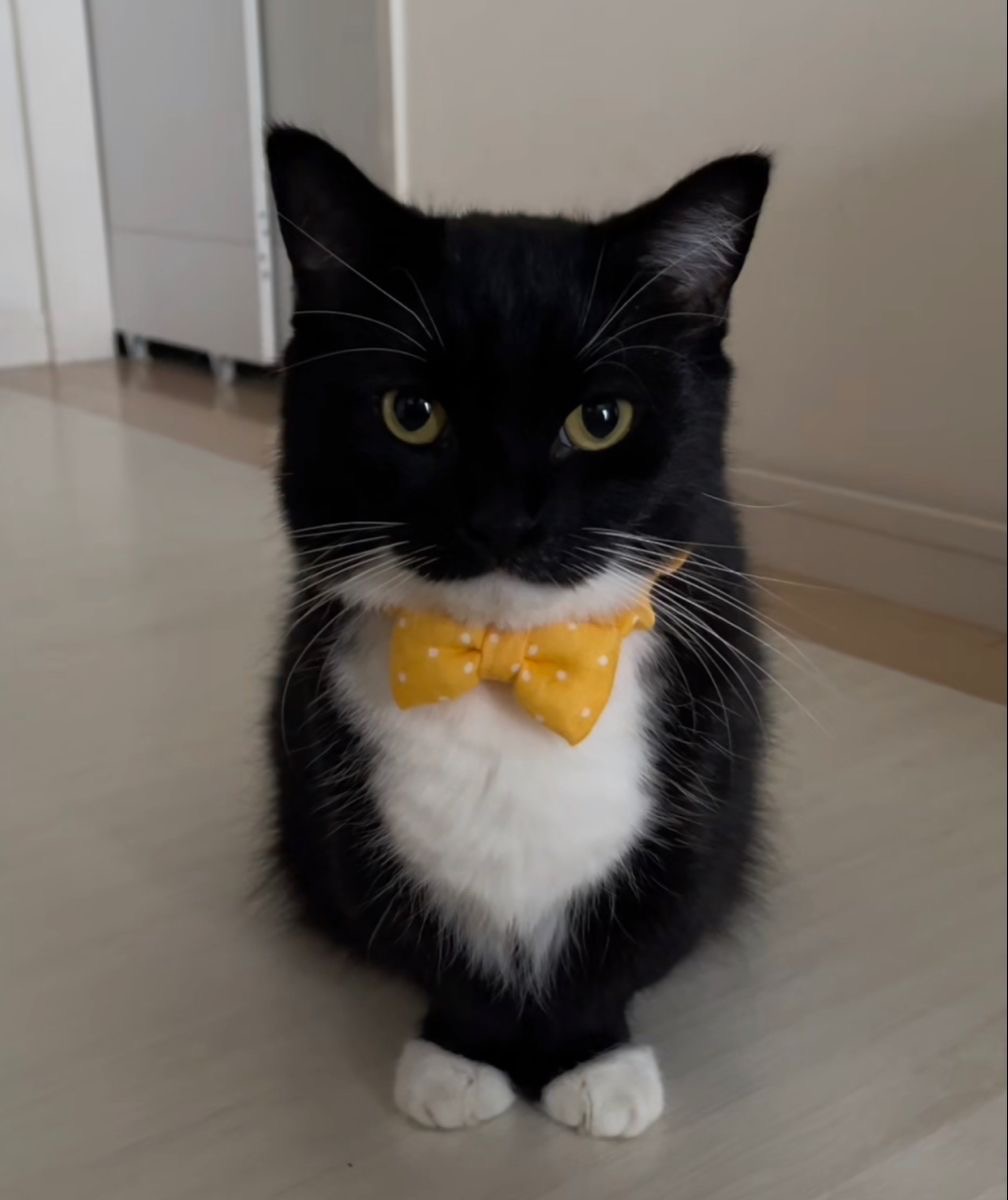 nico_catberg's tweet photo. sitting ever so politely 💫 https://t.co/FzoUti2AFA