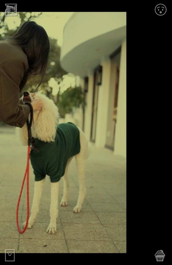 Jesuslafarga13's tweet photo. 👝The dog runs with a ball on the beach950521Cat purrs loudly https://t.co/aWGuqDZBlt