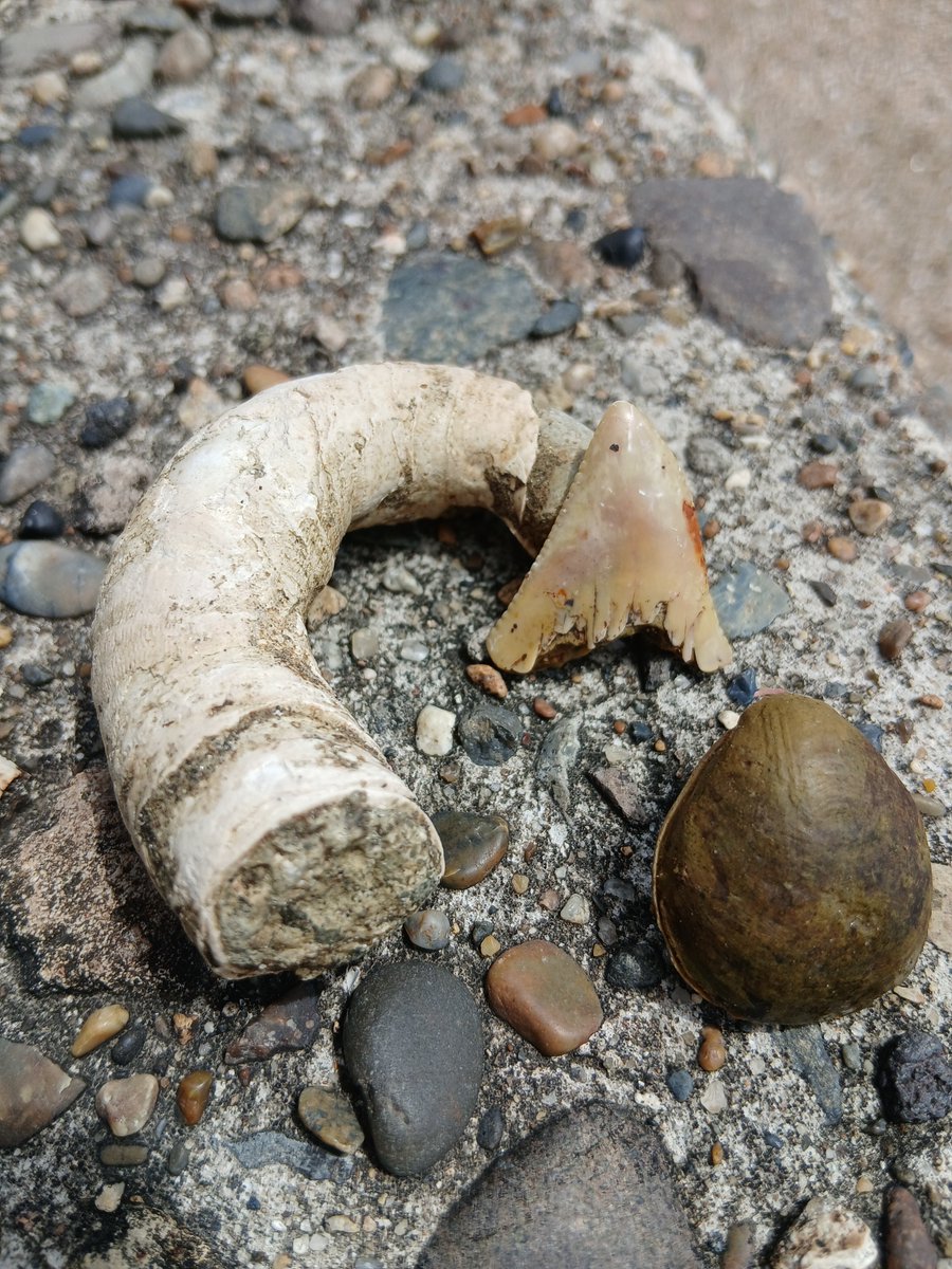 tagsize's tweet photo. オオヘビガイの化石？ホホジロザメの歯が霞むな。 https://t.co/Ql3C1Un0zF