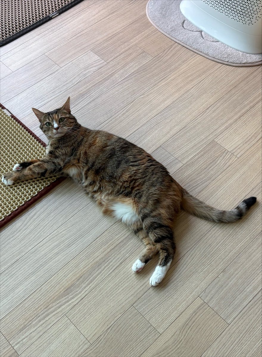 AutumnKimcat's tweet photo. 잘 큼 https://t.co/6c9gt8YIII
