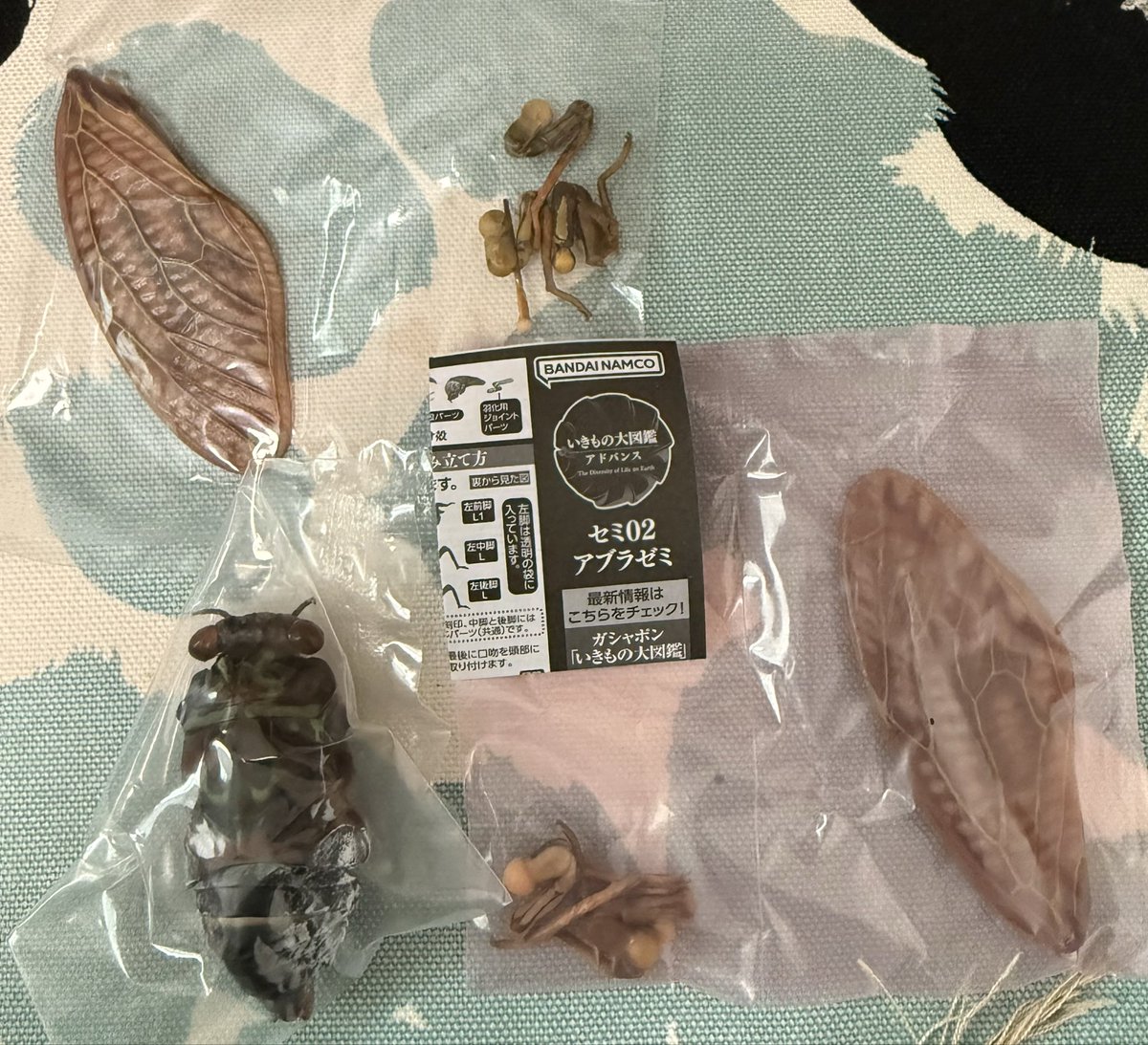 coji0821's tweet photo. 【交換】いきもの大図鑑　アドバンス
　　　アブラゼミ

譲　リュウキュウアブラゼミ
　　カプセル版

求　アブラゼミ

※郵送に対応
検索からもお気軽にお声掛けください。 https://t.co/OlQ6AryzL6
