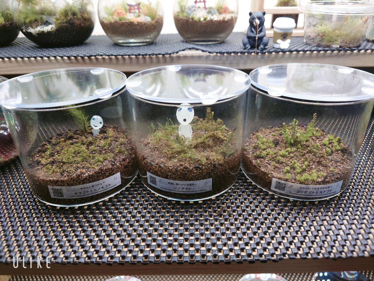 maronn1379's tweet photo. 苔を買いすぎて増えすぎたので友人にまき苔してたこの3つをあげることにした！！

これをきっかけに苔にハマってくれたら嬉しい！！
 #苔   #苔テラリウム https://t.co/OCkNey5KQH