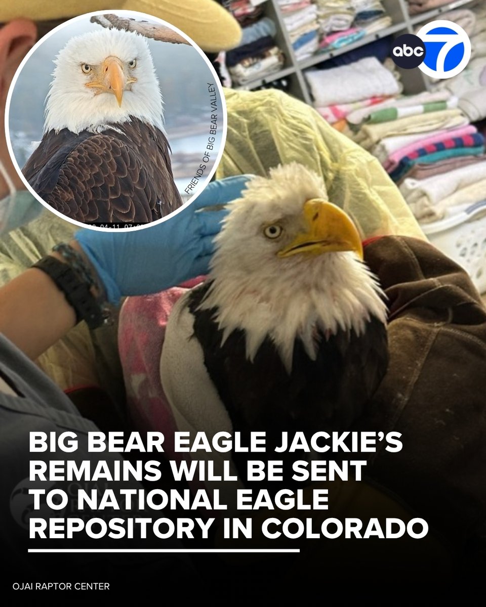 ABC7's tweet photo. According to the California Department of Fish and Wildlife, in compliance with federal law, Big Bear eagle Jackie's remains will be transported to the National Eagle Repository, which is a "one-of-a-kind facility operated by the U.S. Fish and Wildlife Service's Office of Law Enforcement."

Read more: https://t.co/ROgxY5pgLJ