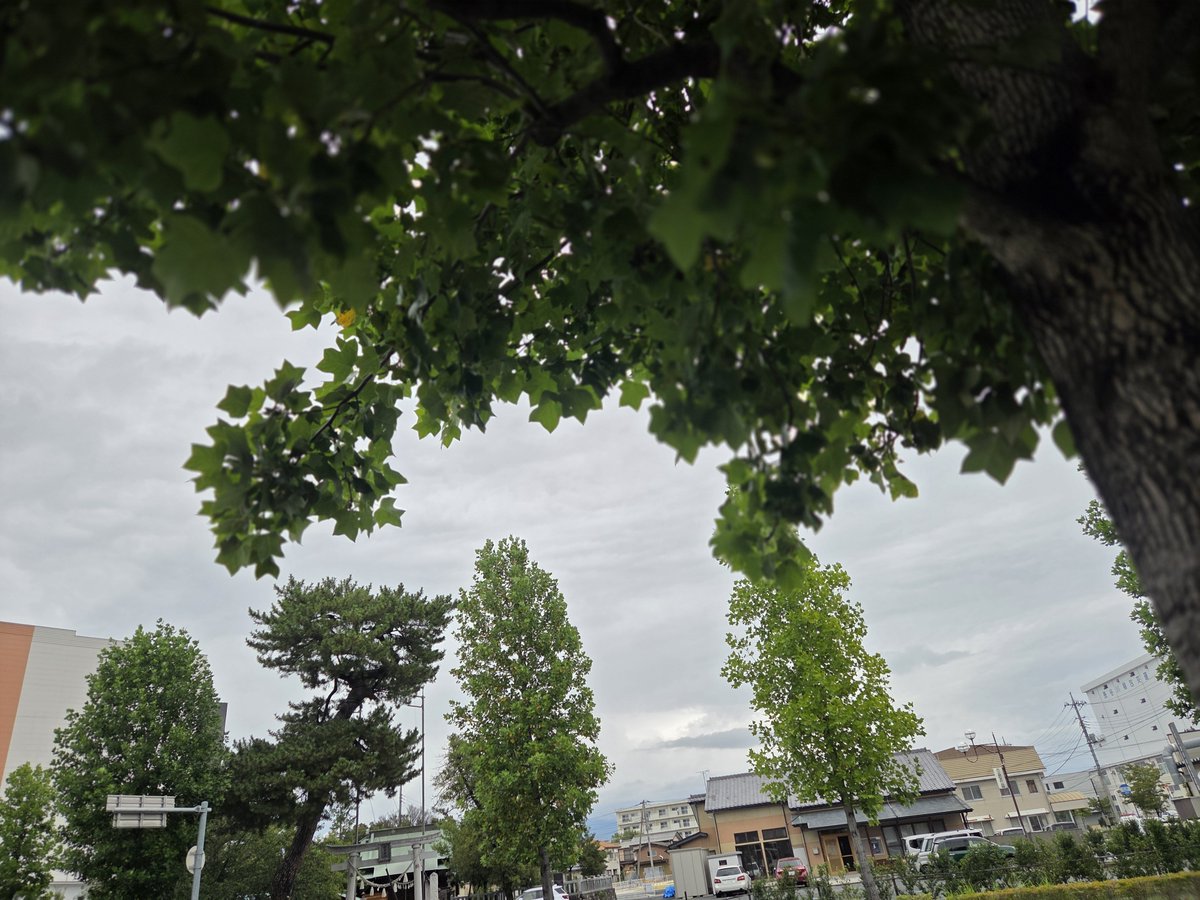 kabekko's tweet photo. だんだんと動けるようになってきたので、少しずつ体力を戻すために散歩を再開。ゆっくり歩いて周辺を一回りした後、スーパーで買い物して帰ります。 https://t.co/fi0hFlviZx