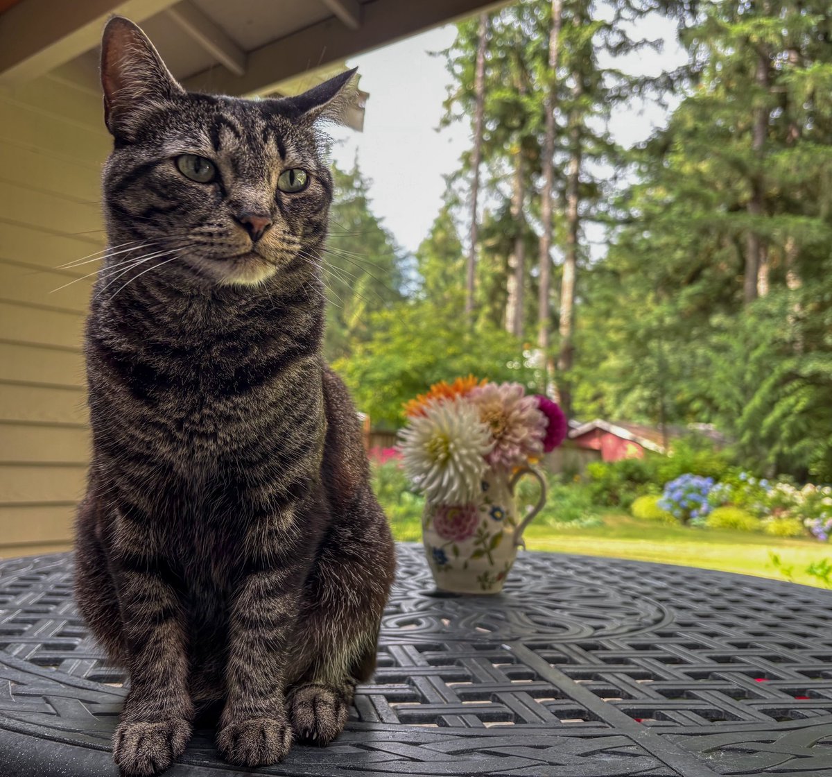 MinnieTheGood's tweet photo. #TabbyTuesday https://t.co/xzjaD1Q6YA