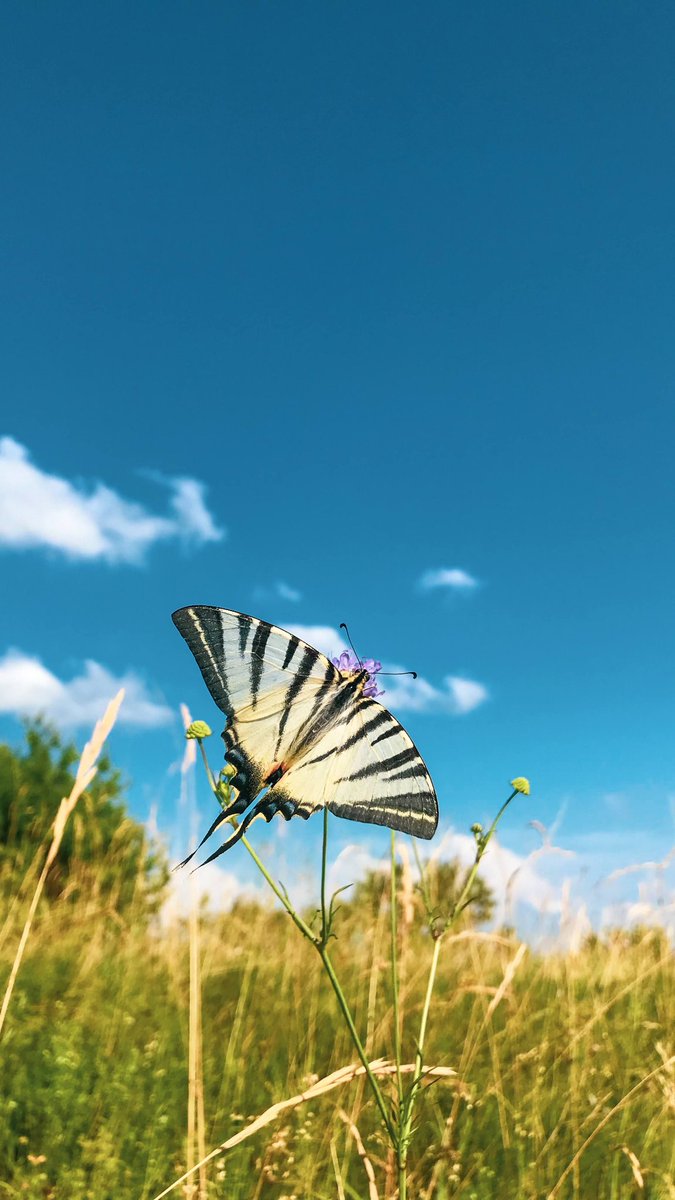 RittikaMitra1's tweet photo. 🦋🦋 https://t.co/l7FuGV5Opf
