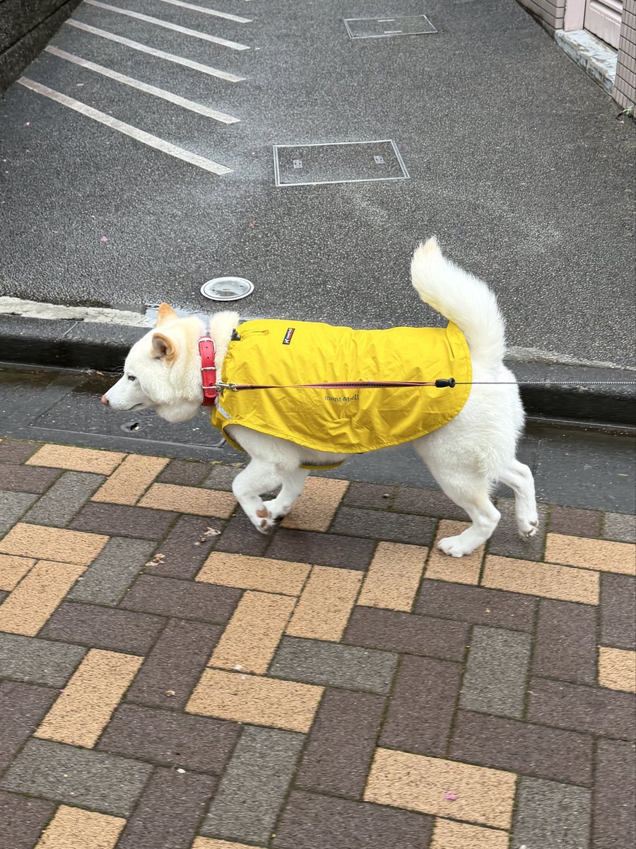 sirosibainu's tweet photo. 今朝必死で着せたのに外出たら雨止んでたわ https://t.co/nhQH6jKGvP