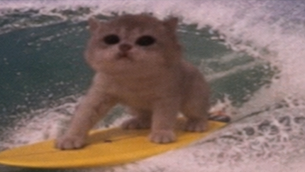 JamCatRH's tweet photo. Jam Cat rides it all the way in https://t.co/WsvXaPNI3M