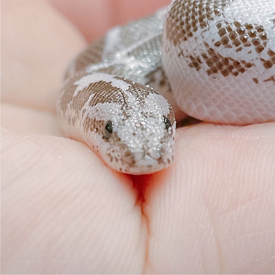 imyeonghye48033's tweet photo. この子ははケニアサンドボアです！

顔がめちゃかわいくてダルメシアンみたいな模様を持ってるこたちです🥰

4匹全部冷凍マウスも良く食べるんで心配はないです😊

今日もよろしくお願いします🙇

#ニシアフトカゲモドキ
#トッケイゲッコー 
#ガーゴイルゲッコー
#クレステッドゲッコー
#MirJ #クレス
#大阪爬虫類ショップ