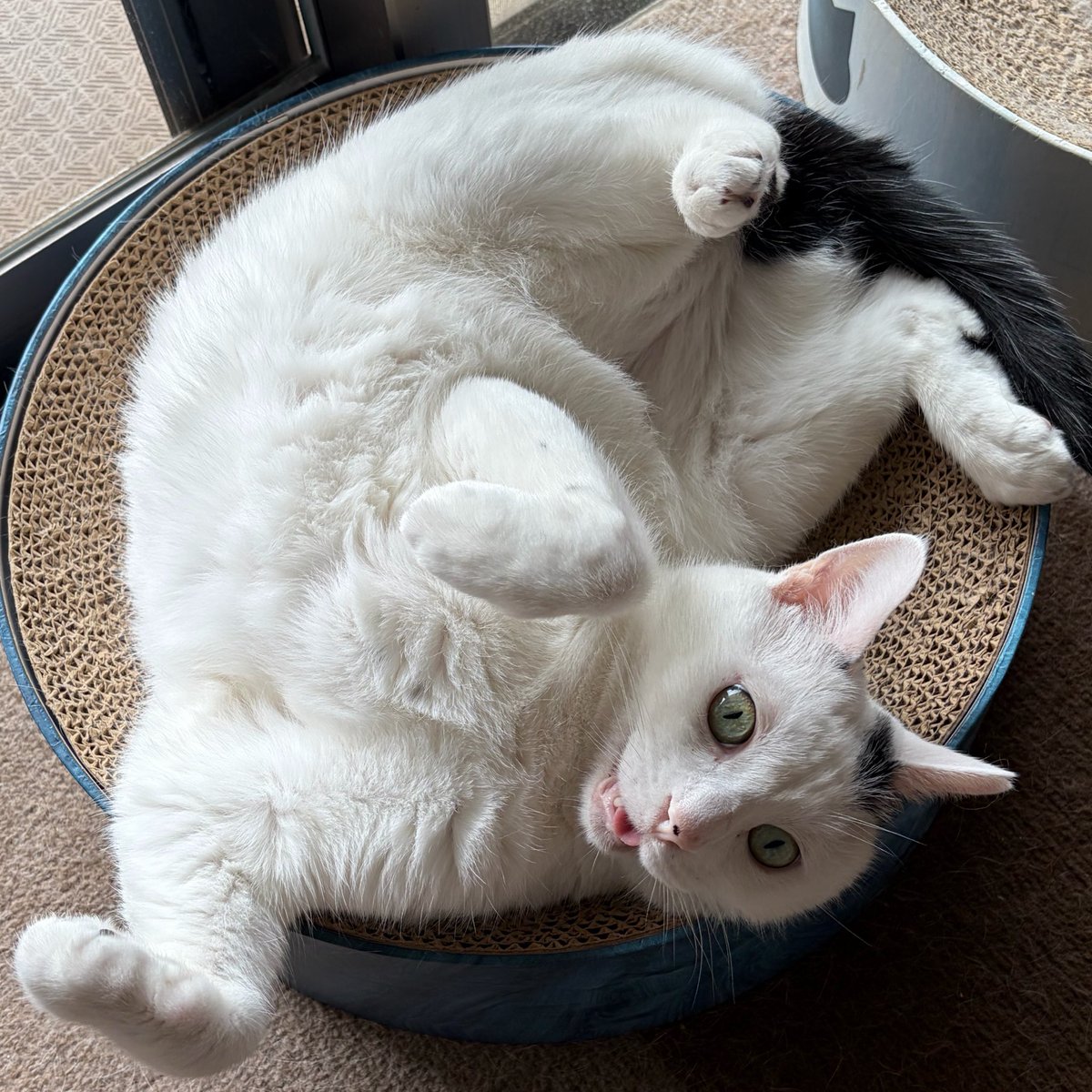 cbt_cat's tweet photo. オハヨー！！ https://t.co/p6OJJIiQF0