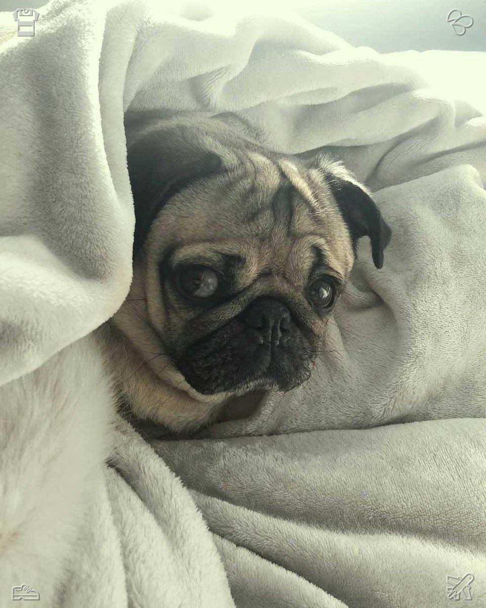 ring0ame's tweet photo. 👲I cover the chair with a blanket892331Dog walk Dog is happy https://t.co/IUl6LKbV5p