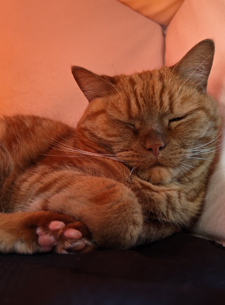 ryutam22's tweet photo. このくしゃ顔が好き✨🐾😸💤🩷☺️😄😁😆🦸🏼🐆🕺🏼🤗🥰😍🤩🌺🧡🥳✨

#アメリカンショートヘア #茶トラ #アメショ #猫好きさんと繋がりたい #ねこのきもち #peppyフォト部 #猫のいる幸せ #猫のいる暮らし #眠猫 #くしゃ顔 #癒し #かわいい #大好き #肉球 #元気が１番  #健康長寿 #健康第一 #楽しい毎日を𓃠 https://t.co/BQyJkaarkz