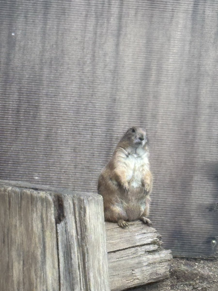 UI41569273's tweet photo. 小さい生き物って可愛い！ https://t.co/EkBELzN3xV