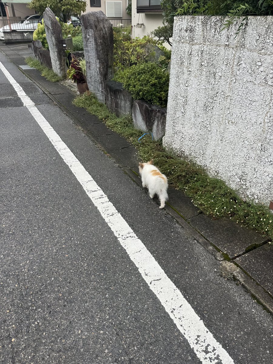 masayuki_mo's tweet photo. 【拡散希望】
群馬県太田市矢場新町235-2
コインランドリーデポ太田矢場新町店付近にて迷子の犬1匹を発見、保護しております。飼い主様もしくはお心当たりのある方は、リプかDMにてご連絡下さい！ポメラニアンとチワワのミックスかな？人懐っこい女の子です。 https://t.co/jbq9IOwgPx