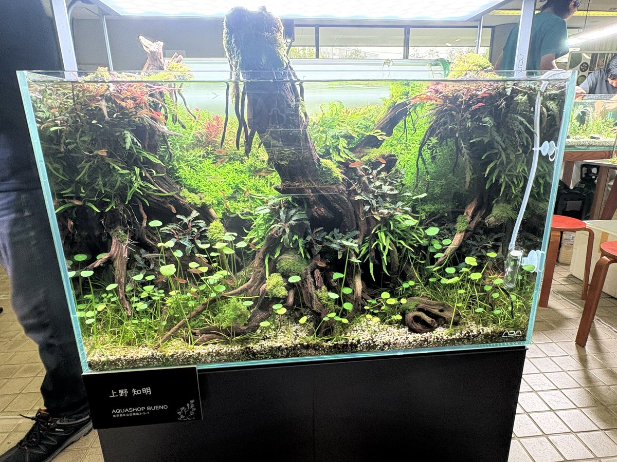 kuw_si's tweet photo. 水草展でセロトニン、ドパってきた
普通に園内全て素晴らしかったな https://t.co/0e1p846PZK