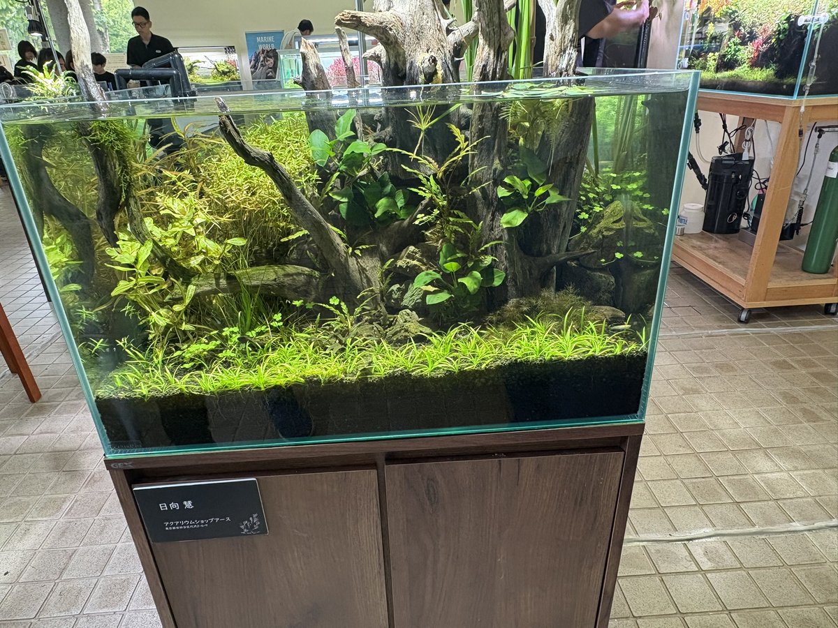 kuw_si's tweet photo. 水草展でセロトニン、ドパってきた
普通に園内全て素晴らしかったな https://t.co/0e1p846PZK