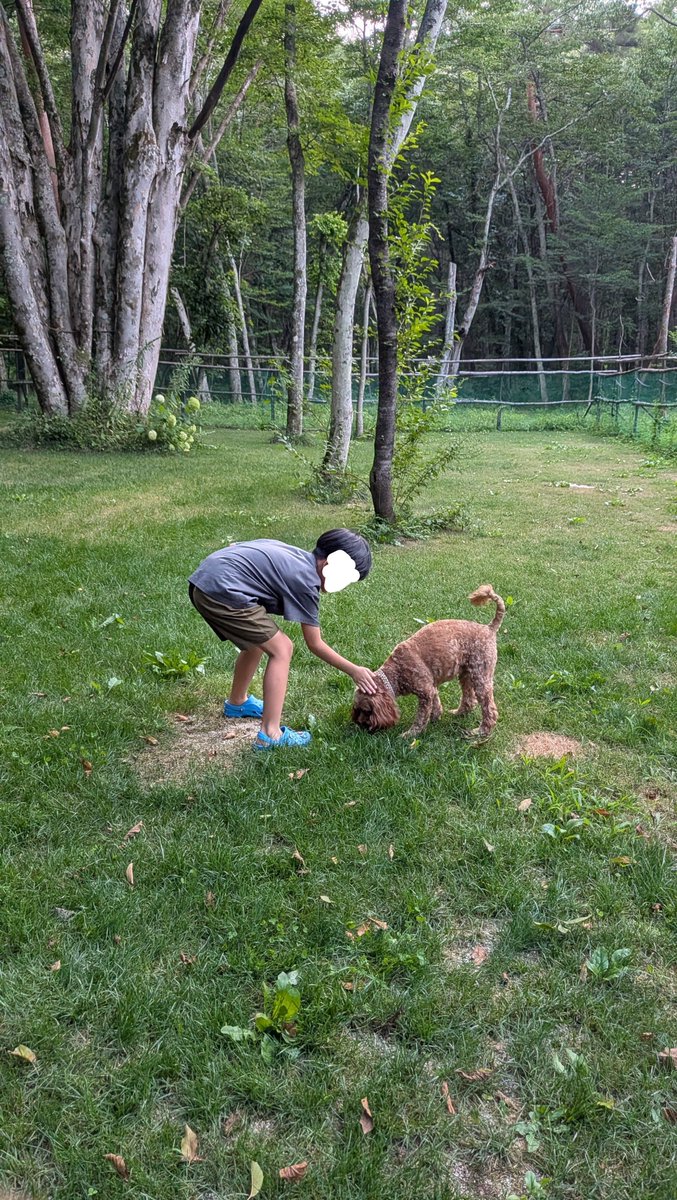 Waffle_Cockapoo's tweet photo. 親戚の子にめちゃくちゃ可愛がられている。
「ワッフルちゃん、お水は？」
「ワッフルちゃんおやつたべる？」
これを5分おきに聞かれて甲斐甲斐しくお世話されている。
#コッカプー
#犬と過ごす夏休み https://t.co/SbaD8jyCZt