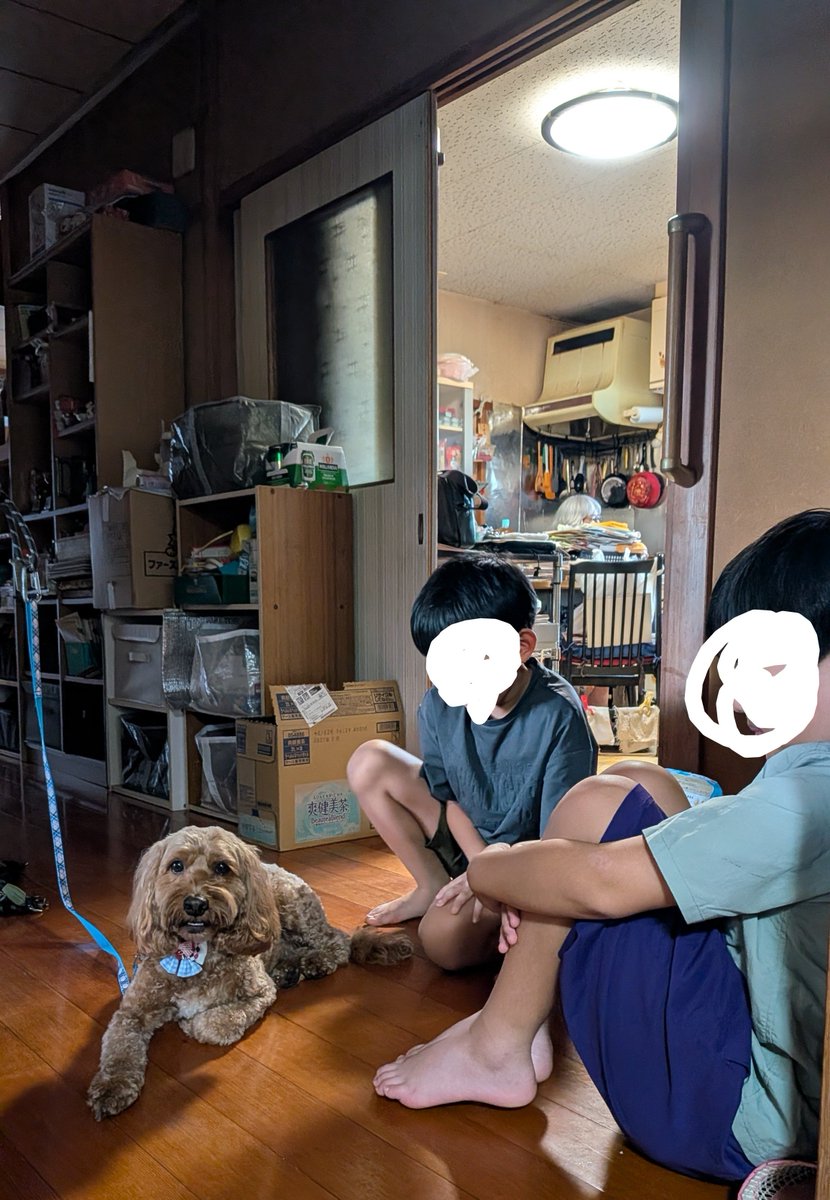 Waffle_Cockapoo's tweet photo. 親戚の子にめちゃくちゃ可愛がられている。
「ワッフルちゃん、お水は？」
「ワッフルちゃんおやつたべる？」
これを5分おきに聞かれて甲斐甲斐しくお世話されている。
#コッカプー
#犬と過ごす夏休み https://t.co/SbaD8jyCZt