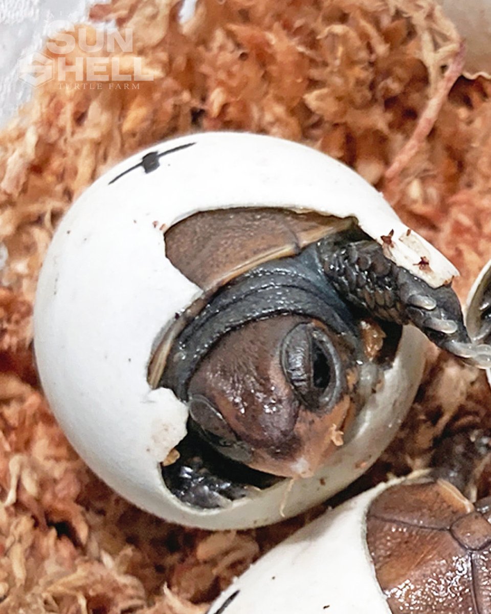 SUNSHELL0414's tweet photo. トウブハコガメ
Topaz Line ♂
2026.8.9 Hatch Out
ここにきて、怒涛のハッチラッシュ。
次々と殻を破り、新たな命が誕生しています。
この血統が、また次の世代へ。
繋がっていく瞬間を、ひとつひとつ大切に。
#トウブハコガメ
#EasternBoxTurtle
#TopazLine
#SUNSHELL https://t.co/C7NFdsdgKP