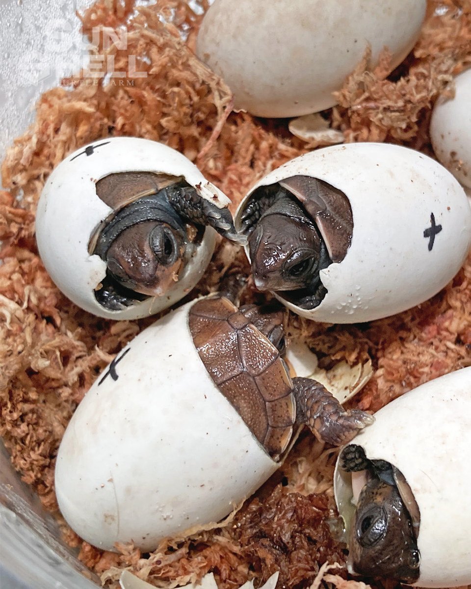 SUNSHELL0414's tweet photo. トウブハコガメ
Topaz Line ♂
2026.8.9 Hatch Out
ここにきて、怒涛のハッチラッシュ。
次々と殻を破り、新たな命が誕生しています。
この血統が、また次の世代へ。
繋がっていく瞬間を、ひとつひとつ大切に。
#トウブハコガメ
#EasternBoxTurtle
#TopazLine
#SUNSHELL https://t.co/C7NFdsdgKP