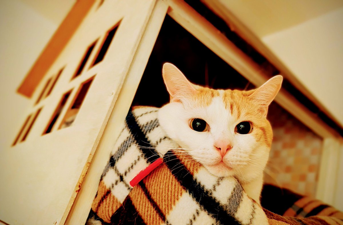 tora_March22's tweet photo. 【経過報告】

点滴治療の為の通院が終わり、飲み薬を1週間分処方され、経過が良ければそのまま治療終了とのこと。
動物病院のお盆休み前に通院を終えられてラッキーでした。

我が家で一番の食いしん坊が急に食欲がなくなり、ピンクの鼻や耳や肉球の色が薄くなって白っぽくなった時は、もう心配で心配で仕方ありませんでしたが、

今はだいぶ食欲が戻り、催促のために再び大騒ぎするようになったり、
数日ぶりにヘソ天で寝てる姿も見れてホッとしています。

心配して下さった皆様、♡を届けてくれた皆様、リプで声をかけて下さった方々、ありがとうございました。

不安な時に頂く♡、嬉しいなぁと改めて感じることができました。

気持ちに余裕が出てきたので、また少しずつですが皆さんの作品や画像をじっくり見ながら、改めてお礼♡に伺いますね^_^