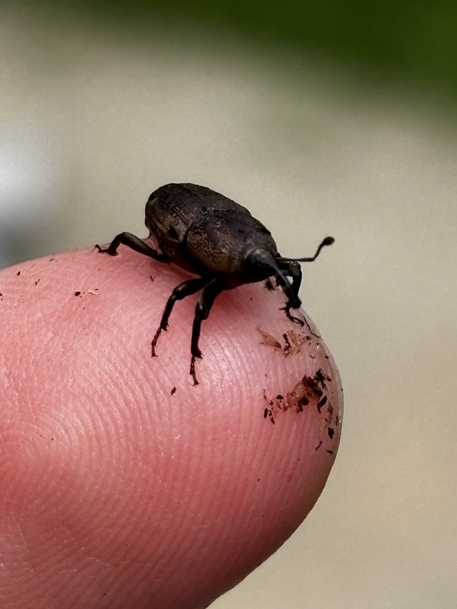 kiwisuke's tweet photo. @kittyfowl I also found this weevil in the water tray of my carnivorous plants a while ago. I named him Robert Reevil https://t.co/Zy74FRIfJp