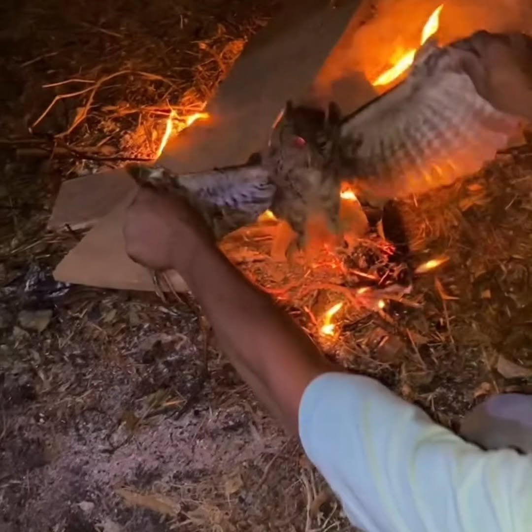 lavayztera's tweet photo. Pagi2 beneran badmood gara2 liat video owl dibakar hidup2 sampe mati (cari aja di thereads)

Kemaren udah owl di jedor kepalanya, sekarang dibakar hidup2

Gue gapaham sama orang Indo, kalo soal "keadilan" aja suka nyalahin tuhan, tapi sama mahluk hidup laen kelakuannya begini https://t.co/JdUDgqG37M