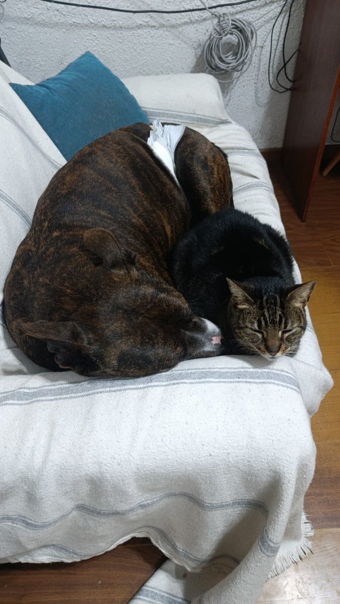 agus_pirre's tweet photo. me mata como tachan a TODOS los pitbull de agresivos y mientras tanto, yo tengo a mi gordo que si no duerme con un gato se pone triste https://t.co/ICzrpDXukc