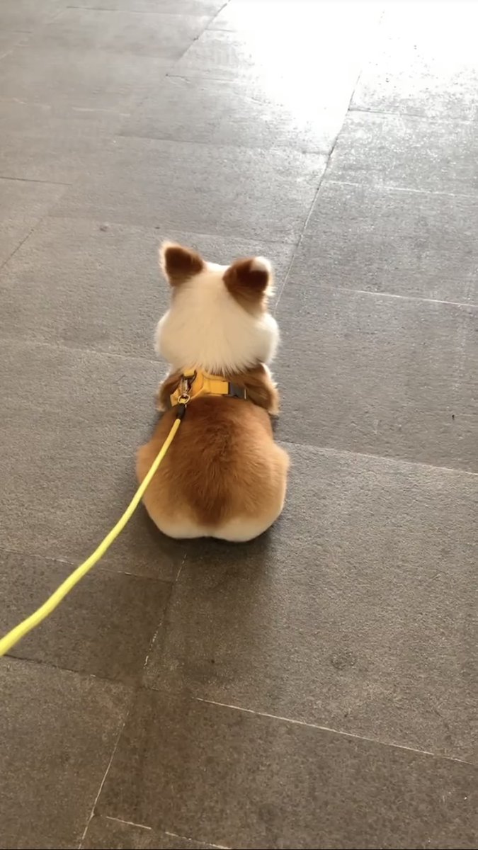 RobbieBlanm45's tweet photo. [My fluffy pup Milo just hit his 6-month mark! From wobbly little ball of fur to zooming chaos monster—every growth spurt is my favorite win ]， https://t.co/y7pzEaZFBA