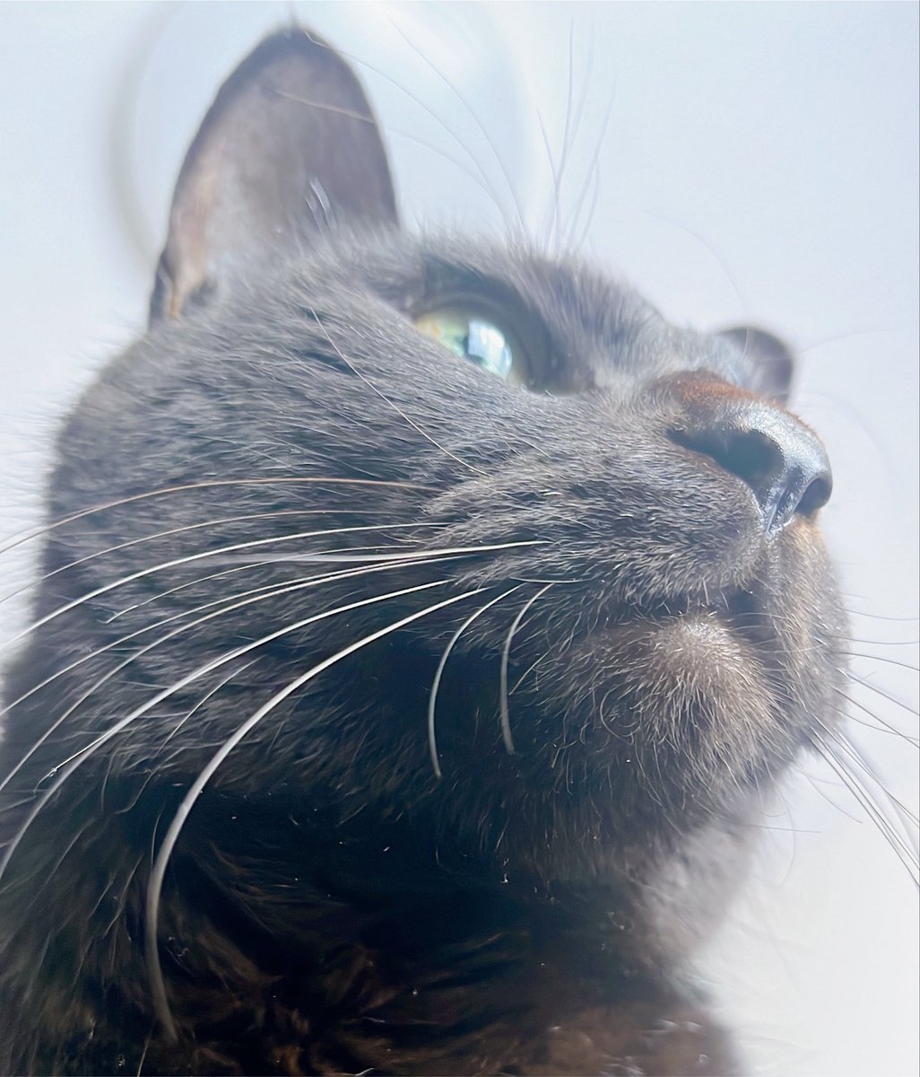 moeeeloves_'s tweet photo. お盆ってことは、猫さまも近くに戻ってきてくれるのかな？🫶 https://t.co/94pUOotdK9