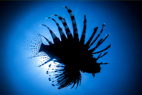 Divemaster_hyde's tweet photo. 光が一本、海の底まで届いていた。

この静けさ、大切な誰かに届けたくなりませんか？

#水中写真 #scubadiving #underwaterphotography #海 #diving #沖縄の海 https://t.co/M59lKTDaFl
