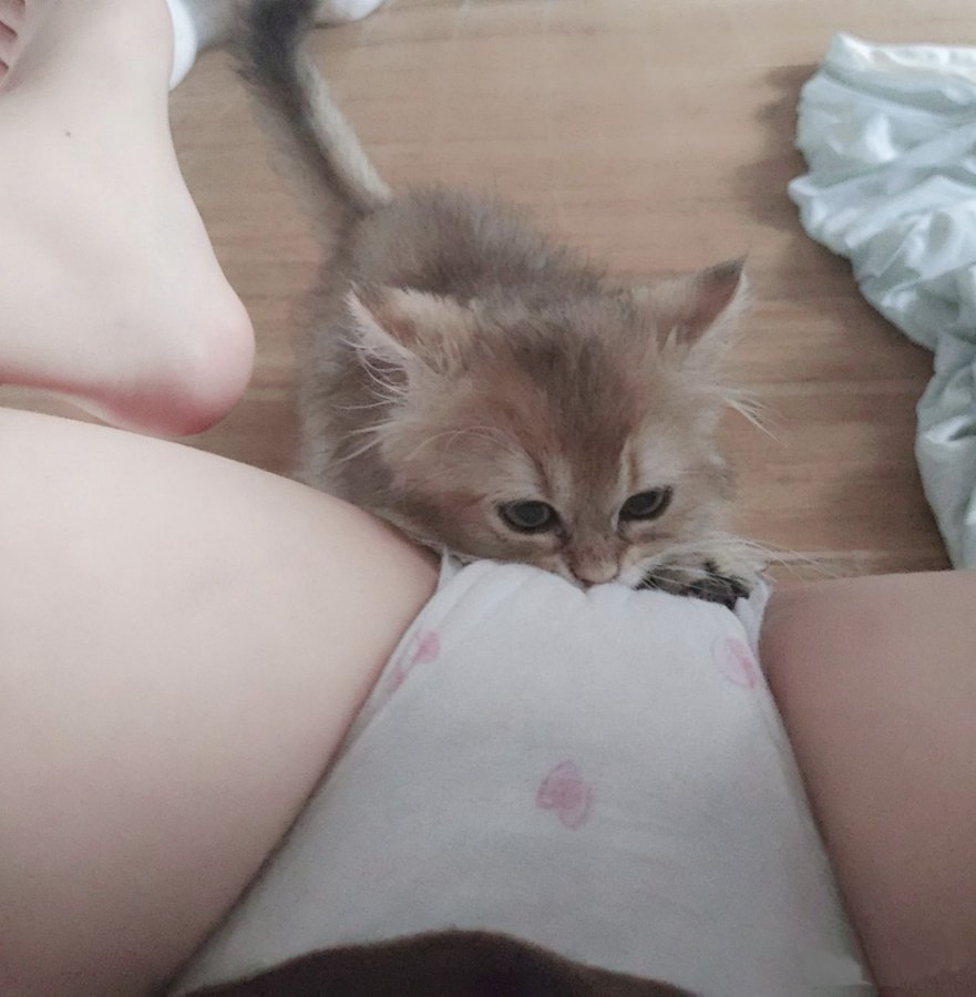 yoshiki576995's tweet photo. いつもクｎ二しにくる猫ちゃんたち、、、
クｎ二はですか？？

＃裏垢女子
＃自撮り界隈 https://t.co/IRS5jZJUCL