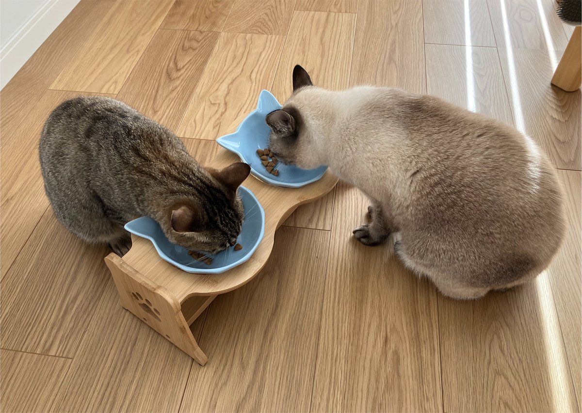 _roro_cat_'s tweet photo. 仲良くごはんを食べるねこ https://t.co/W5L35XDNpK