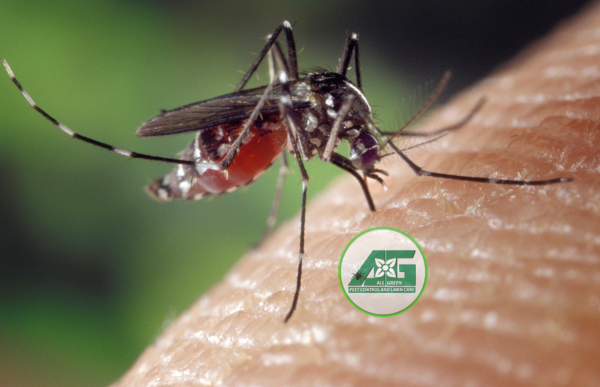 MyAllGreenTweet's tweet photo. 🦟 Ever wonder why mosquitoes thrive in Utah or what purpose they serve? Discover their life cycle, local species, ecological benefits, and how to protect your home this season! 🌿 Read our complete guide: https://t.co/p6J5RCE1l4 https://t.co/kDpXQrD2FD
