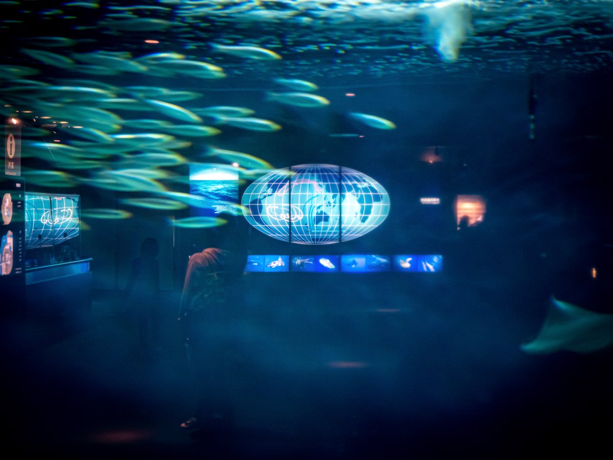 yuseisyoukai's tweet photo. 葛西臨海水族園、心からおすすめです。
建物も美しく、水族館としても楽しめますので。
私も閉館の前にもう一度行っておきたいです。
https://t.co/x8BnWEAnG9 https://t.co/t2YhqjHrzC