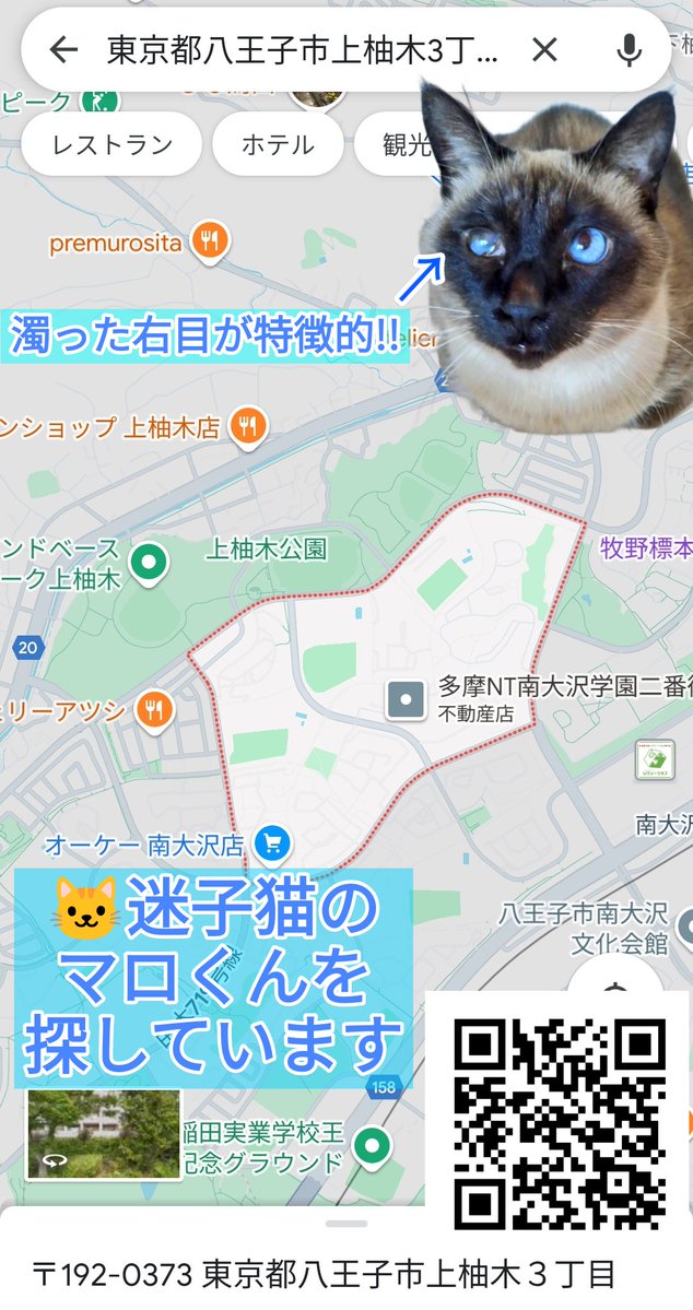 iowancows_pets's tweet photo. 🐱マロくん

'24年 7/13〜
東京都八王子市上柚木3丁目より迷子に
🆕多摩市東寺方小学校〜隣の公園付近で目撃情報⚠️

右目のにごりが特徴的

お盆休み中の帰省やレジャーで近辺に行かれる際は気をつけて見てあげて下さい

最新情報は是非🔗先へ!!

#迷子猫
#迷い猫

https://t.co/pqTkR53cle https://t.co/7b1IZCEEpQ