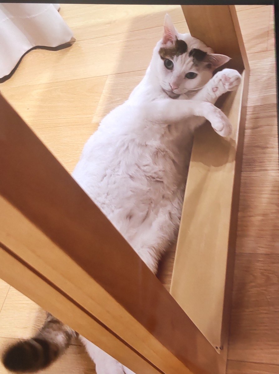 fureairoom's tweet photo. ♂️なのにびみょ~に三毛のいっちゃんのご家族が遊びに来てくれました🐹
フードありがとうございましたm(_ _)m https://t.co/8EsOM3FAeQ