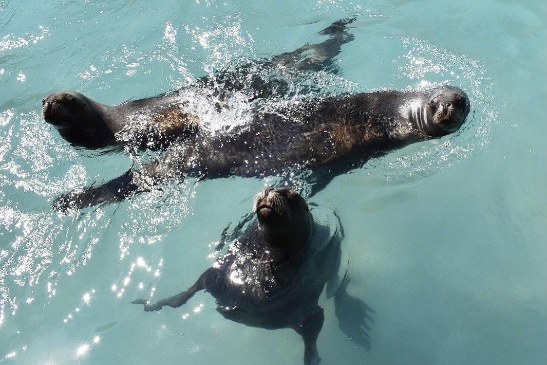 ZoologicosCDMX's tweet photo. El primer paso para conservar nuestros mares es conocer a sus habitantes. Visita los CCVS y conoce cómo conservar estas especies, como a las Lobas Marinas de la Patagonia que sus poblaciones se vieron drásticamente disminuidas en vida silvestre debido a la caza.
#CCVS #mar https://t.co/hbMHlB6bSi