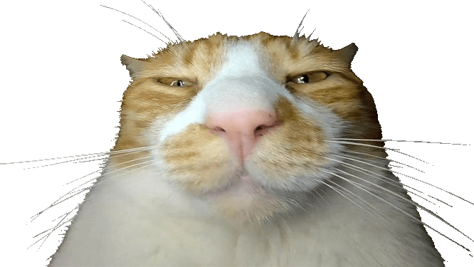 catsbeiingcats's tweet photo. https://t.co/Nyjy9Mx3L9