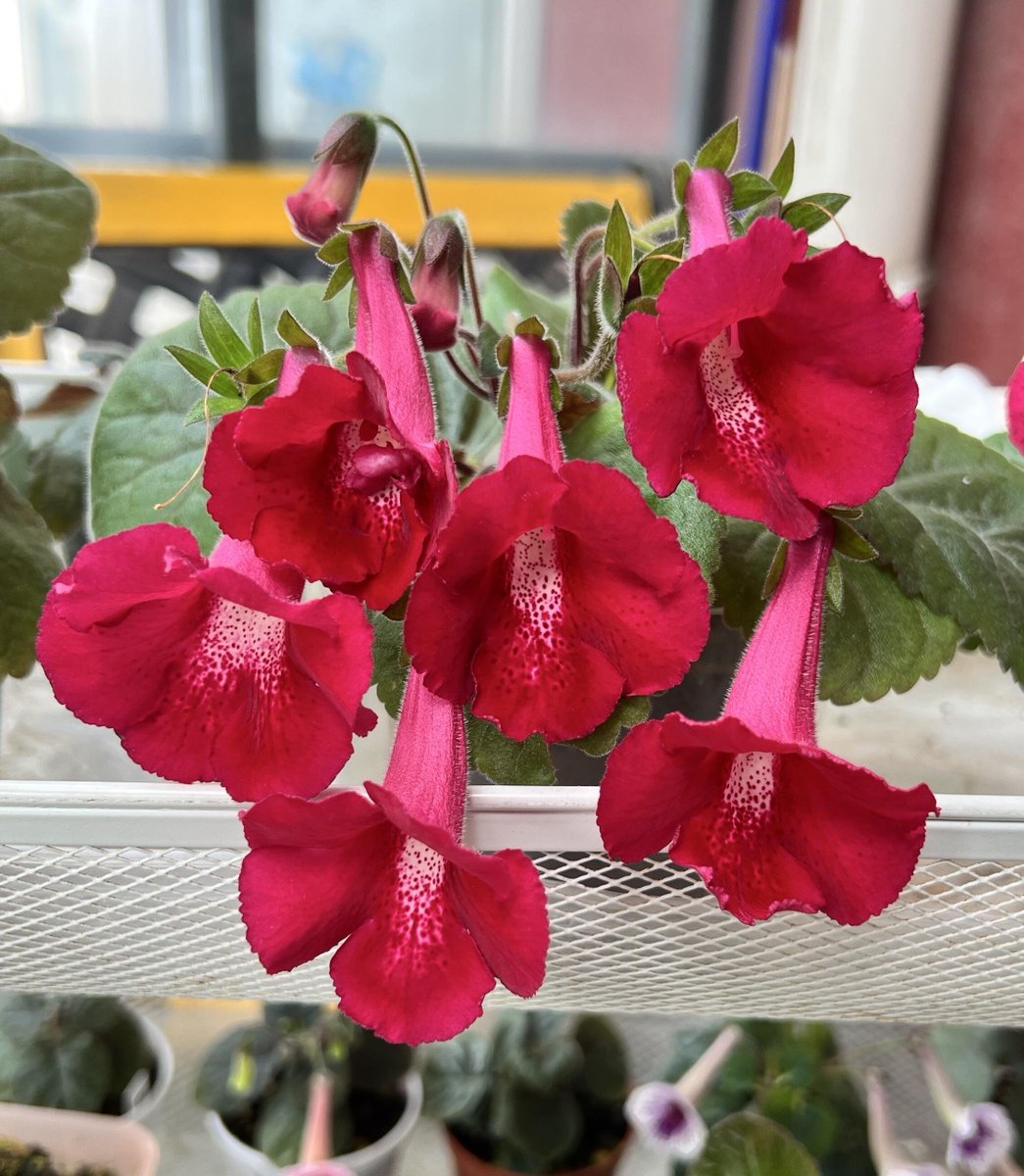 Delicateokok's tweet photo. この花は、ワインを作るための材料の一つだと聞きました。 https://t.co/GwgJhGyg1N