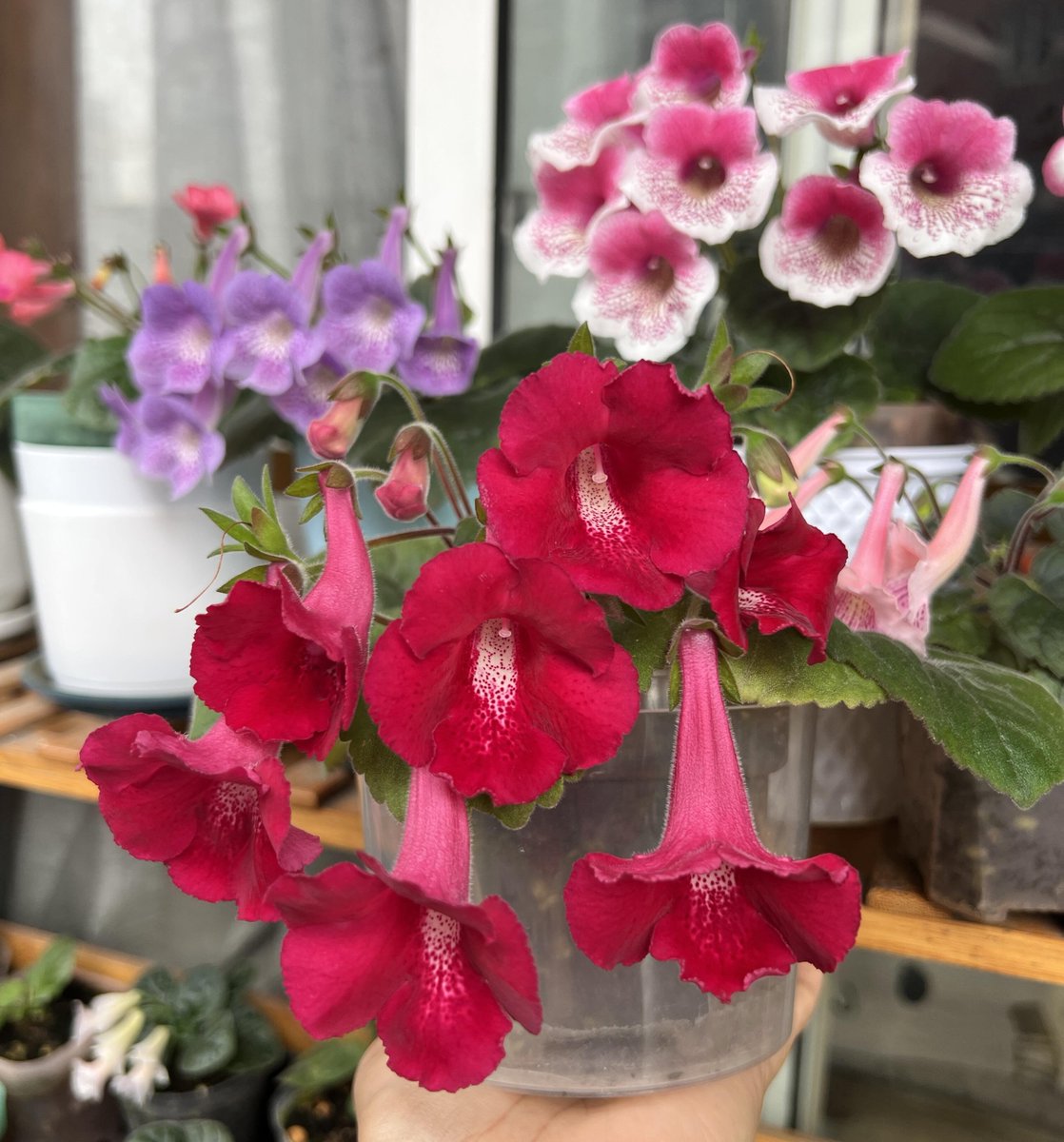 Delicateokok's tweet photo. この花は、ワインを作るための材料の一つだと聞きました。 https://t.co/GwgJhGyg1N