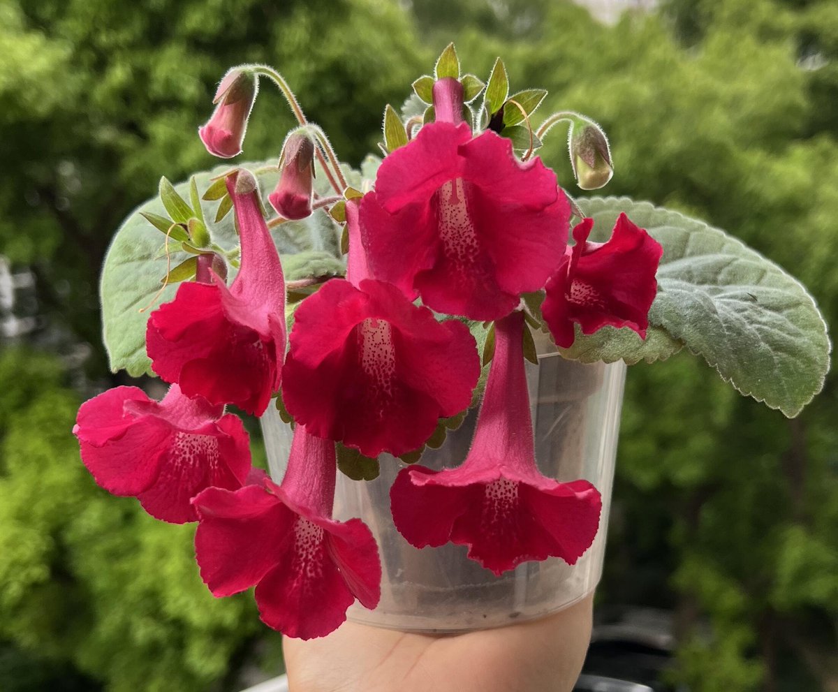 Delicateokok's tweet photo. この花は、ワインを作るための材料の一つだと聞きました。 https://t.co/GwgJhGyg1N
