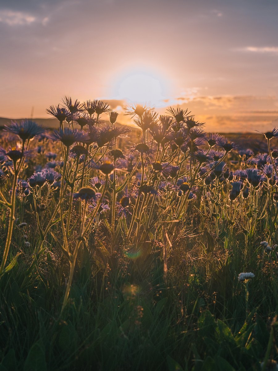 GaelNuez2's tweet photo. New to photography Start with mastering natural light—shoot golden hour (1hr after sunrise/before sunset) for warm, soft results that make any subject pop! https://t.co/WbK32UUdvK