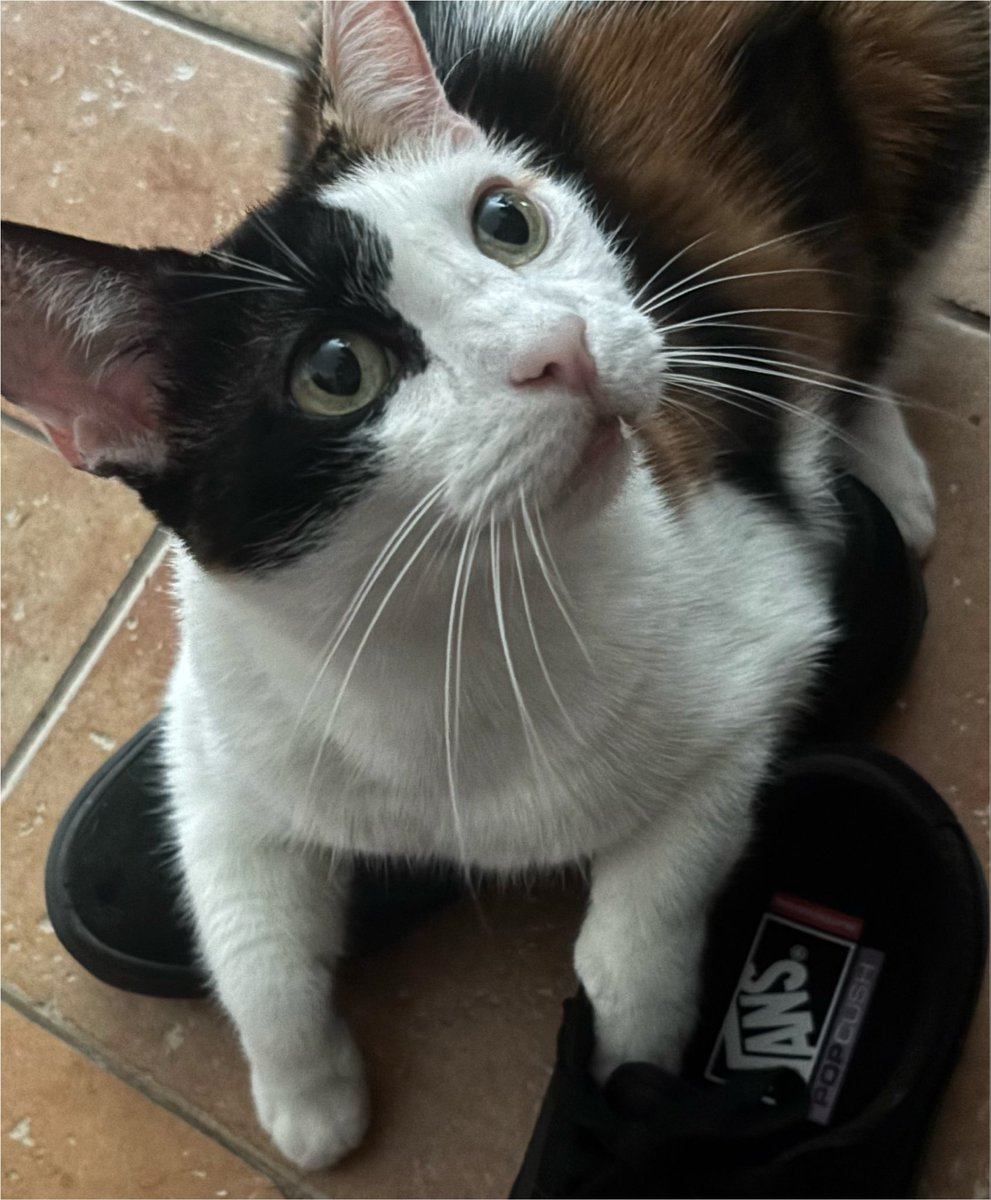 bananasluuug's tweet photo. Little fweak obsessed w my shoes https://t.co/rpVsR06d1R