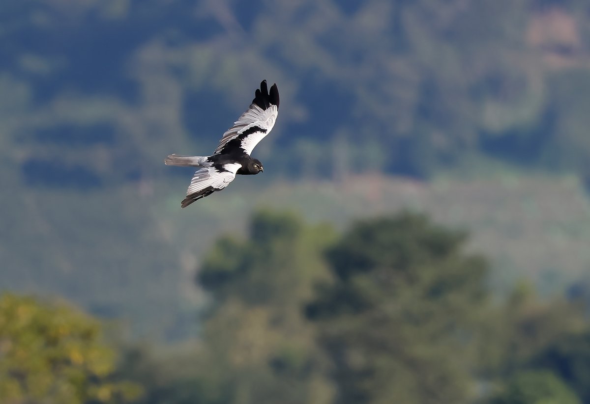 CalidrisBirding's tweet photo. Pied Harrier; surely one of the best-looking raptors in Asia? https://t.co/HKJQNgXRAB Thailand is a great place for this superb bird
#BIRDSTORY #birdphotography #BirdsSeenIn2026 https://t.co/67U6fs46Wt
