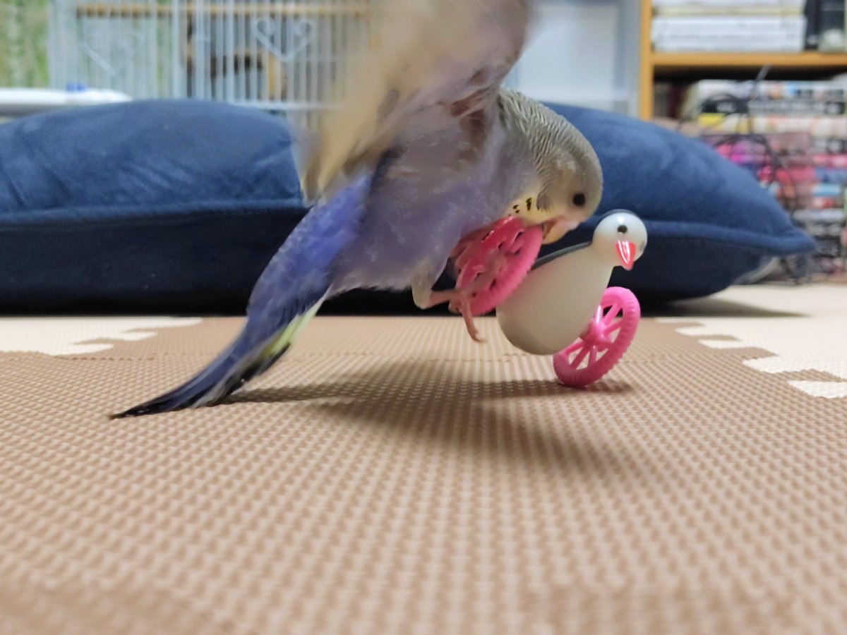 tady_1122's tweet photo. さすがにそれ持って飛ぶのは無理だと思うよ？？？ https://t.co/NinYj8xT10