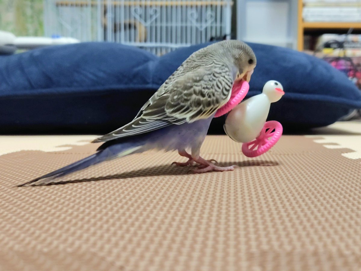 tady_1122's tweet photo. さすがにそれ持って飛ぶのは無理だと思うよ？？？ https://t.co/NinYj8xT10