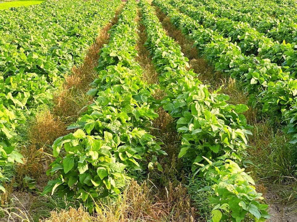 Setouchimyfarm's tweet photo. 歴史を振り返ると、
他の産業への過度な傾倒と、持続可能な農法をすて、農業基盤を失い、滅亡や深刻な国家危機に陥った文明は数多く存在する。

これらの事例は、一国の存続において食料の自給基盤を維持することがいかに不可欠であるかを如実に物語っている。

古代メソポタミアのシュメール文明は、大規模な灌漑農業によって繁栄を極めたが、過剰な水管理が土壌の塩類集積を引き起こした。

作物が育たない塩の砂漠と化した土地では都市を維持できず、最古の文明は崩壊していった。

また、中央アメリカのマヤ文明も、急速な人口増加に伴う無計画な森林伐採と焼き畑農業により表土を流出させ、地力の低下と干ばつが重なった結果、食料供給システムが破綻して都市の放棄を余儀なくされた。

一方で、産業構造の変化が自国の農業を解体した例もある。

古代ローマ帝国では、征服地からの安価な穀物の流入と大規模農場の台頭により、国内の自営農民が没落した。

食料供給を全面的に海外からの海上輸送に依存する構造は、輸送路の遮断や帝国の混乱時に致命的な脆弱性となった。

現代における最も顕著な例がナウル共和国である。

20世紀後半、リン鉱石の採掘による莫大な富に依存し、島全体の農地を削って伝統的な農業を完全に放棄した。

しかし、資源の枯渇とともに経済は破綻し、荒廃した土地では自給生産に戻ることもできず、深刻な社会危機に直面した。

これらの歴史が示す共通の教訓は、目先の利益や一時的な資源に依存して食料を生み出す土地と仕組みを軽視すれば、国家の根幹が揺らぐという点である。

農業は単なる一産業にとどまらず、国家と国民の存続を支える生命線である。食料基盤の持続可能性を失ったとき、どんなに華々しい繁栄を誇った文明であっても衰退を免れえないのである。

未来の人々にナウル共和国の次に崩壊した国が
『日本』と書かれないように、大きな政策転換が
必要と考える。

60年代から始まった高度成長期から90年代のバブル時代は正に日本が見た昼寝の夢。

浮かれた夢の後、惰眠を貪っているうちに、今度は農業従事者が国民総人口の1%を切るという悪夢に変わっている。

夢から覚めたなら布団を蹴って畑に行こう。
土に触れ、草を刈り、種を蒔こう。

米を育て 大豆を作ろう
麦を踏み 野菜や果実を実らそう。

今ならまだ間に合う。

#自然農法 #古代メソポタミア #古代ローマ帝国
#マヤ文明 #ナウル共和国