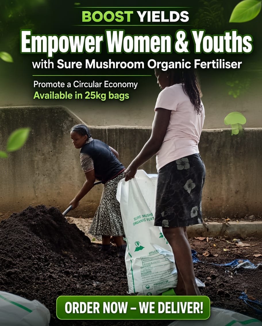 sure_happy's tweet photo. When you use Sure Mushroom Organic Fertiliser, you  Grow More & Empower More....!

Unlock bigger harvests and brighter futures with Sure Mushroom Organic Fertiliser. This natural powerhouse boosts crop yields while nurturing the soil, helping farmers feed families and markets with healthier produce.  

By choosing it, women and youths gain real economic power,higher incomes, new skills, and independence through smarter, sustainable farming.  

Made from organic mushroom waste, it closes the loop and drives a true circular economy: less waste, richer earth, stronger communities.  

Available in convenient 25 kg bags. Order now. We deliver straight to your door or farm

Grow smarter. Empower everyone. Harvest the future today.